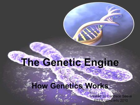 The Genetic Engine How Genetics Works created by Candace Seeve PEER.tamu.edu 2010.