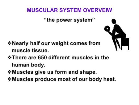 MUSCULAR SYSTEM OVERVEIW “the power system”