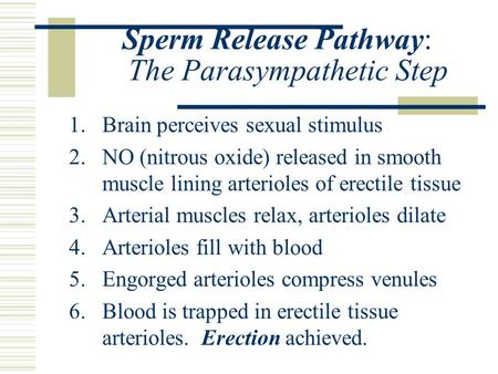 Sperm Release Pathway: The Parasympathetic Step