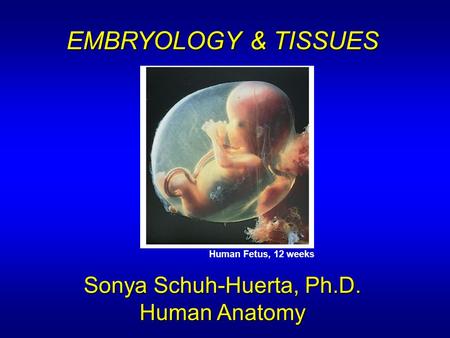 EMBRYOLOGY & TISSUES Sonya Schuh-Huerta, Ph.D. Human Anatomy Human Fetus, 12 weeks.