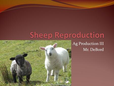 Ag Production III Mr. DeBord. The major factor affecting profitablitiy of sheep operations is reproductive effciency or percent lamb crop raised and marketed.