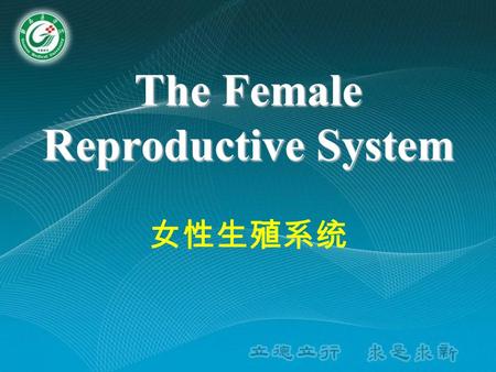 The Female Reproductive System 女性生殖系统