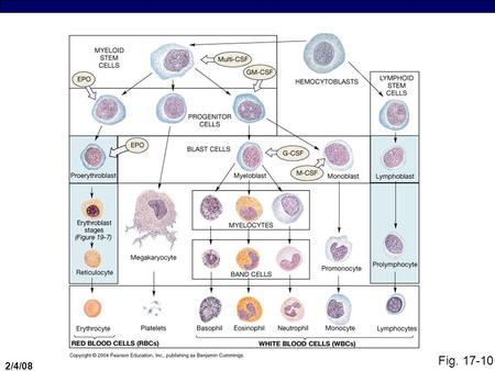 2/4/08 Fig. 17-10. 2/4/08 White Blood Cell Production  CSFs you need to know (most important ones):  GM-CSF = distinguishes myeloblast from monoblast.