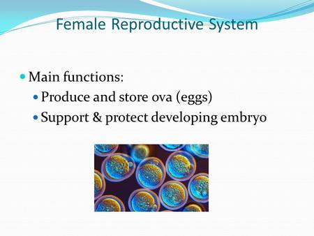 Female Reproductive System Main functions: Produce and store ova (eggs) Support & protect developing embryo.