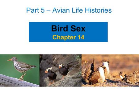 Part 5 – Avian Life Histories