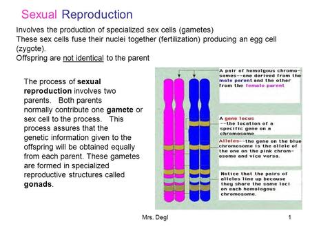Sexual Reproduction Involves the production of specialized sex cells (gametes) These sex cells fuse their nuclei together (fertilization) producing an.