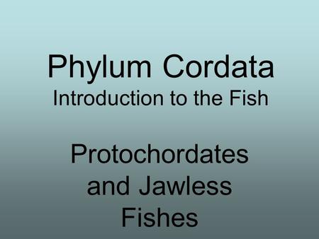 Phylum Cordata Introduction to the Fish