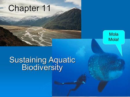 Chapter 11 Sustaining Aquatic Biodiversity Mola Mola!