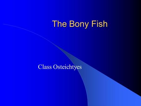 The Bony Fish Class Osteichtyes. Characteristics of the bony fish Skeleton of bone “Ray-finned” – Slender bony spines supporting fins – Present in most.