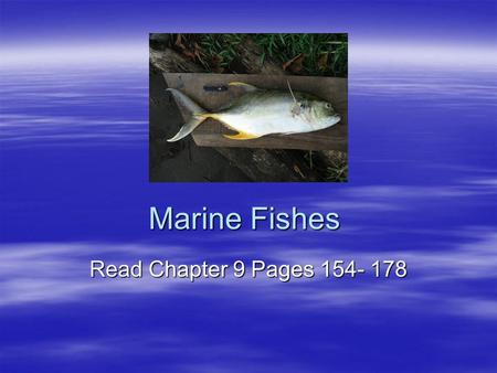 Marine Fishes Read Chapter 9 Pages 154- 178. Chordates  All chordates have (at least during some period of their life) –Dorsal nerve cord –Gill slits.