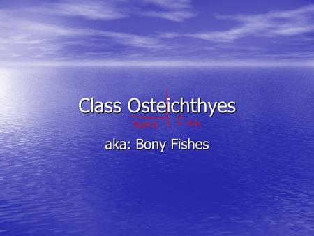 Class Osteichthyes aka: Bony Fishes.