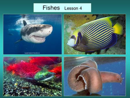 Fishes Lesson 4. -Aquatic vertebrates (they have backbones) -Most have paired fins, scales on some parts of the body, and gills. -Fins are for movement.