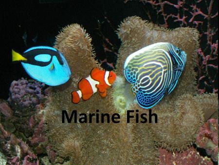 Marine Fish.