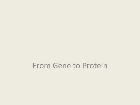 From Gene to Protein. Gene Expression Process by which DNA directs the synthesis of a protein 2 stages transcription translation All organisms One gene.