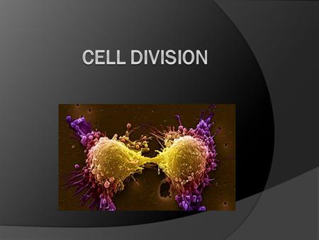 Why do cells Divide? For  Growth  Development  Repair  Reproduction Larger cells: - can miscommunication with DNA - have trouble processing information.