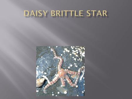  The common name for the brittle star is “starfish”