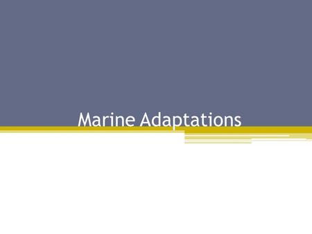 Marine Adaptations. Topics Exploration Summary Environmental Group Marine Pollution In Exploration Where Pollution Is Most Common Pollution Impacts To.