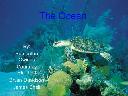 The Ocean By: Samantha Owings Courtney Strothoff Bryan Davidson James Shell.