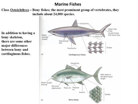 Marine Fishes Class Osteichthyes – Bony fishes; the most prominent group of vertebrates, they include about 24,000 species. In addition to having a bony.