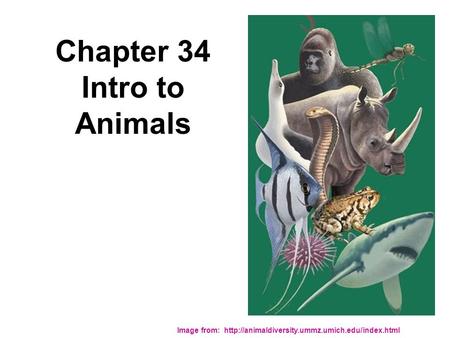 Chapter 34 Intro to Animals Image from: