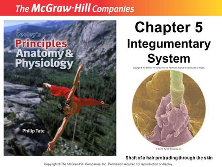 Chapter 5 Integumentary System