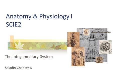 Anatomy & Physiology I SCIE2