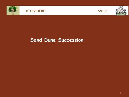 1 BIOSPHERE SOILS Sand Dune Succession. 2 BIOSPHERE SUCCESSION In a plant-free environment, like after a landslide, eruption, tsunami or on a beach or.