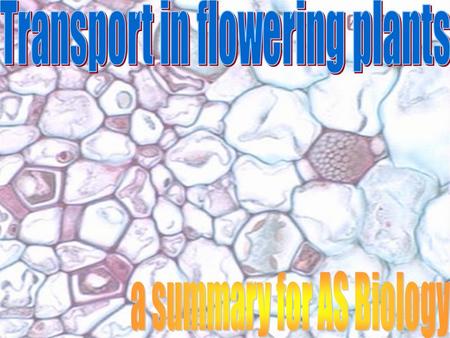Transport in flowering plants