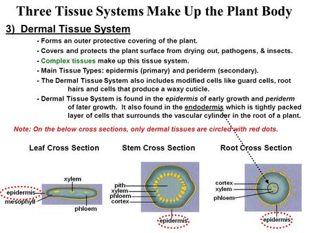 Three Tissue Systems Make Up the Plant Body