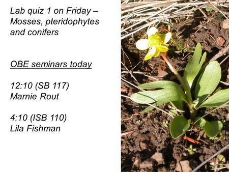 Lab quiz 1 on Friday – Mosses, pteridophytes and conifers OBE seminars today 12:10 (SB 117) Marnie Rout 4:10 (ISB 110) Lila Fishman.