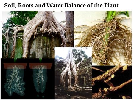 Soil, Roots and Water Balance of the Plant Soil Profile – aka Soil Layers.