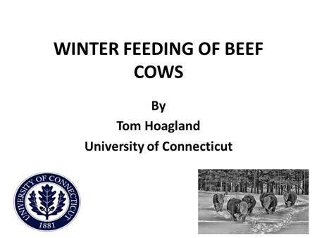 WINTER FEEDING OF BEEF COWS By Tom Hoagland University of Connecticut.