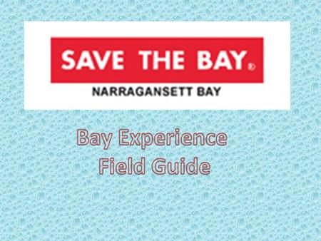 Bay Experience Underwater Critters in your Backyard Bay Objectives: Understand the concepts of diversity and adaptation Become familiar with both native.