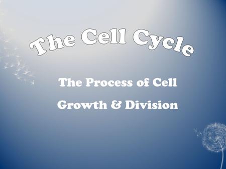 The Process of Cell Growth & Division. 1. How is the life cycle of a human and a single cell similar? 1. How is the life cycle of a human and a single.