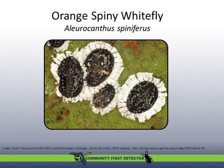 Orange Spiny Whitefly Aleurocanthus spiniferus Image Credit: Francesco Porcelli, DiBCA sez Entomologia e Zoologia, University of Bari, EPPO website -