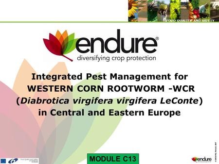 © ENDURE, February 2007 FOOD QUALITY AND SAFETY © ENDURE, February 2007 FOOD QUALITY AND SAFETY Integrated Pest Management for WESTERN CORN ROOTWORM -WCR.
