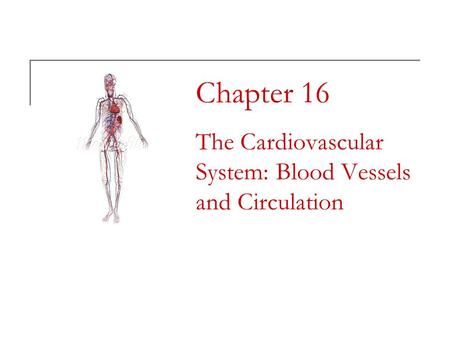 Chapter 16 The Cardiovascular System: Blood Vessels and Circulation