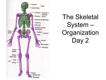 The Skeletal System – OrganizationDay 2