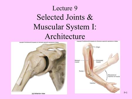 Selected Joints & Muscular System I: Architecture