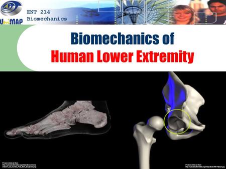 Biomechanics of Human Lower Extremity