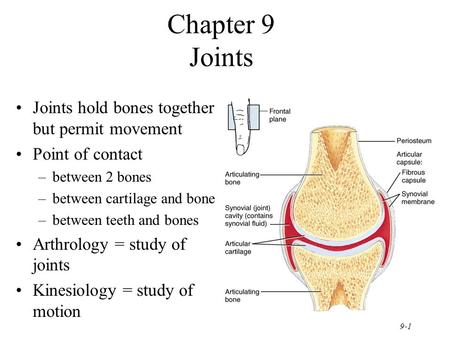 Chapter 9 Joints Joints hold bones together but permit movement