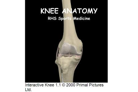 KNEE ANATOMY RHS Sports Medicine.