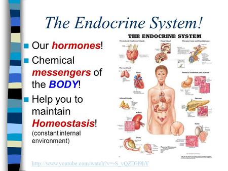 The Endocrine System! Our hormones! Chemical messengers of the BODY! Help you to maintain Homeostasis! (constant internal environment)