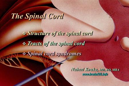The Spinal Cord  Structure of the spinal cord  Tracts of the spinal cord  Spinal cord syndromes The Spinal Cord  Structure of the spinal cord  Tracts.