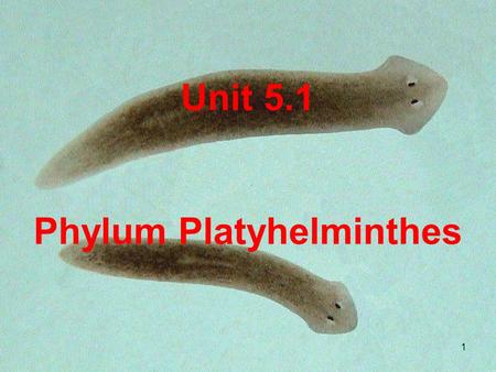 Unit 5.1 Phylum Platyhelminthes