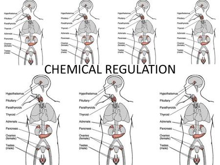CHEMICAL REGULATION. CHEMICAL SIGNALS COORDINATE BODY FUNCTIONS – HORMONE A REGULATORY CHEMICAL THAT TRAVELS IN THE BLOOD FROM ITS PRODUCTION SITE AND.