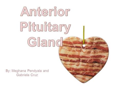 By: Meghana Pendyala and Gabriela Cruz Where In the body can the glands be located? The pituitary gland is located at the base of the brain, underneath.