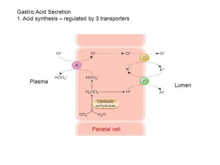 Gastric Acid Secretion 1. Acid synthesis – regulated by 3 transporters Lumen Plasma Parietal cell.