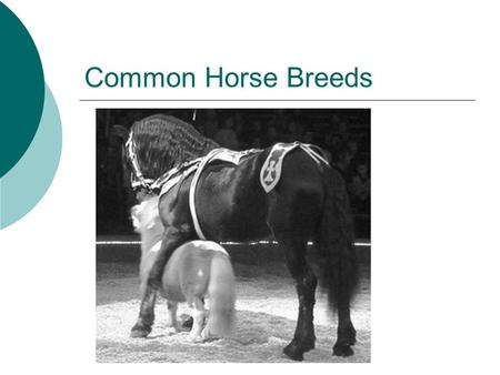 Common Horse Breeds.
