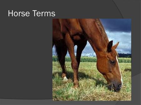 Horse Terms. Mare  Female horse  Usually after having an offspring.